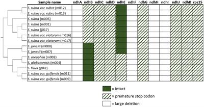 Rampant chloroplast capture in Sarracenia revealed by plastome phylogeny